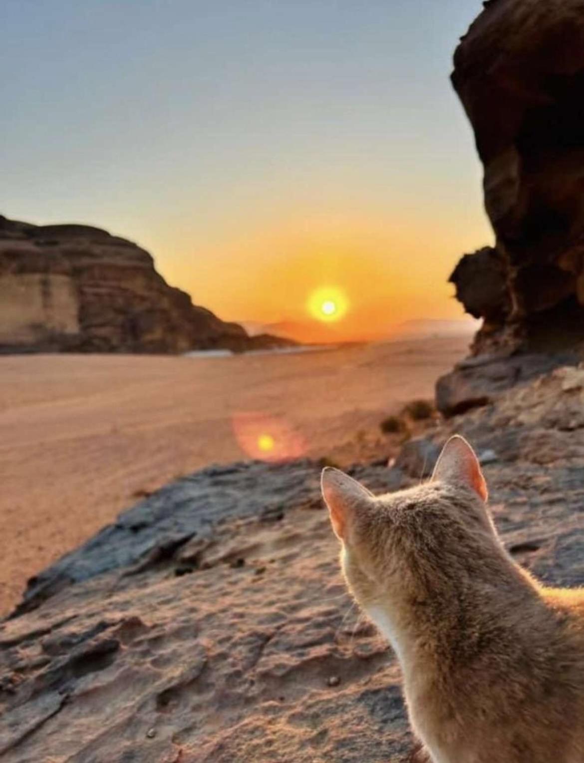 Wadi Rum Nature Extérieur photo